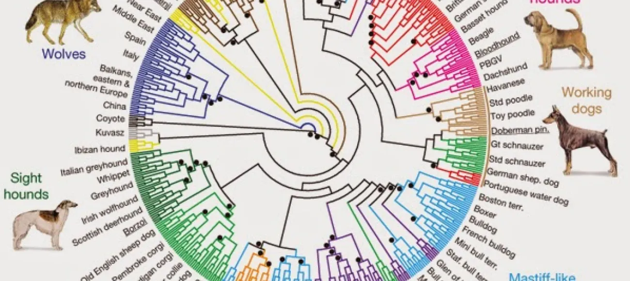 "Figure from: Genome-wide SNP and haplotype analyses reveal a rich history underlying dog domestication Nature, Vol. 464, No. 7290. (17 March 2010), pp. 898-902, doi:10.1038/nature08837 by Bridgett M. vonHoldt, John P. Pollinger, Kirk E. Lohmueller, et al."
