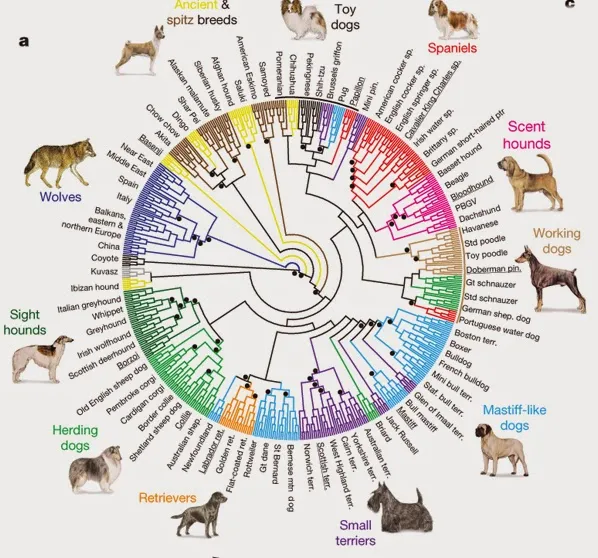 "Figure from: Genome-wide SNP and haplotype analyses reveal a rich history underlying dog domestication Nature, Vol. 464, No. 7290. (17 March 2010), pp. 898-902, doi:10.1038/nature08837 by Bridgett M. vonHoldt, John P. Pollinger, Kirk E. Lohmueller, et al."
