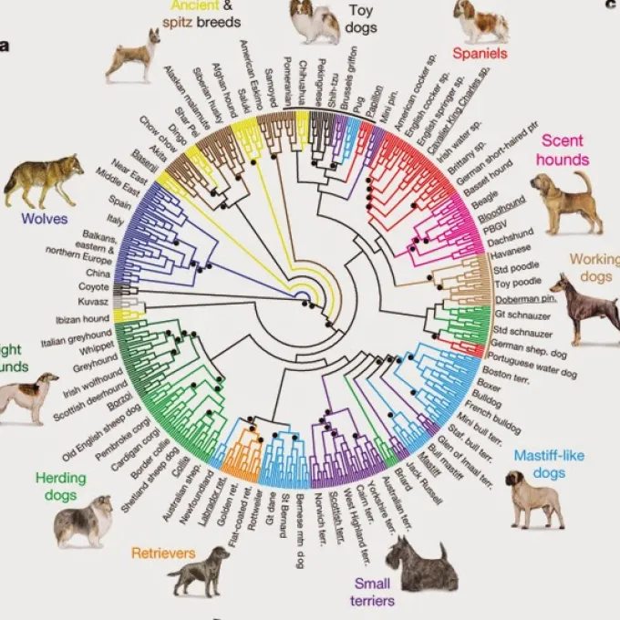 "Figure from: Genome-wide SNP and haplotype analyses reveal a rich history underlying dog domestication Nature, Vol. 464, No. 7290. (17 March 2010), pp. 898-902, doi:10.1038/nature08837 by Bridgett M. vonHoldt, John P. Pollinger, Kirk E. Lohmueller, et al."